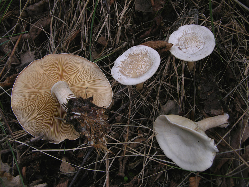 Quando le lamelle decorrono...